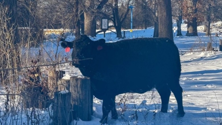 Moo-ving Madness: Manhattan’s Great Cow Escape!
