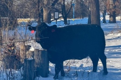 Moo-ving Madness: Manhattan’s Great Cow Escape!