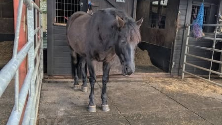 Revolutionizing Horse Care: How Expert Evaluations Transformed Sage and Balli's Performance!