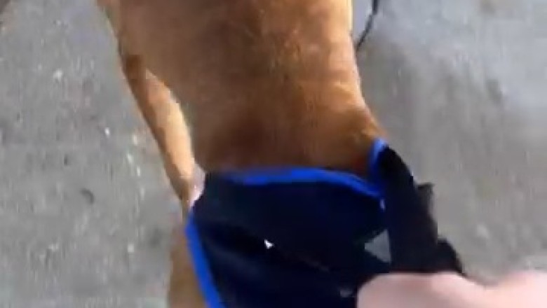 Snow Day Shenanigans: Dog's Hilarious Winter Walk