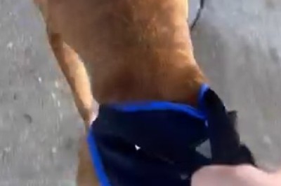 Snow Day Shenanigans: Dog's Hilarious Winter Walk