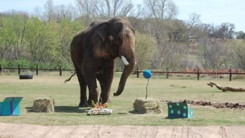 The Heartbreaking Story of Rex: A Life of Captivity and the Fight for Elephant Freedom