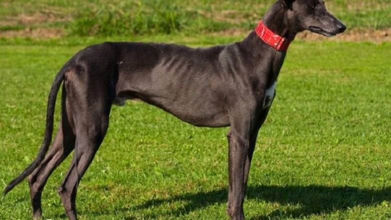 Unleashing History: The Hidden Greyhound Breeds Revolutionizing Hunting in Central Asia!