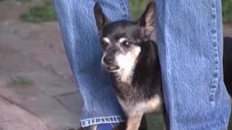 Unseen Health Risks: What Your Beloved Dog Might Be Hiding