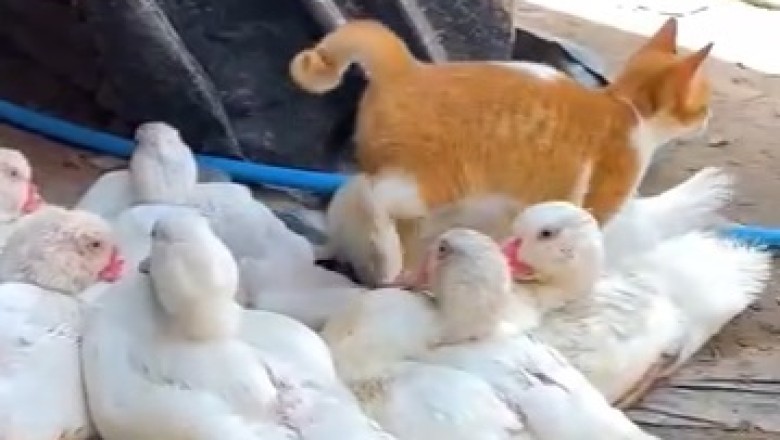 Adorable Friendship: Watch This Cat and Duck Duo's Heartwarming Adventures!