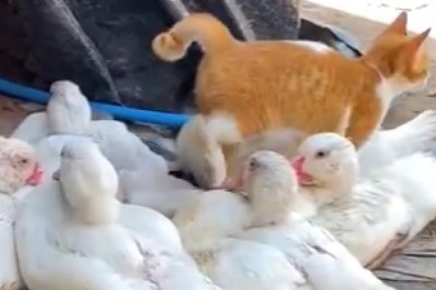 Adorable Friendship: Watch This Cat and Duck Duo's Heartwarming Adventures!