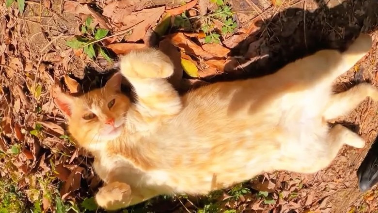Blissful Cat Basking in the Sun