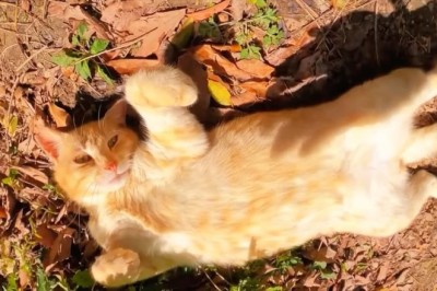 Blissful Cat Basking in the Sun