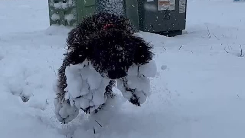 Brave Pup Battles Sub-Zero Temperatures