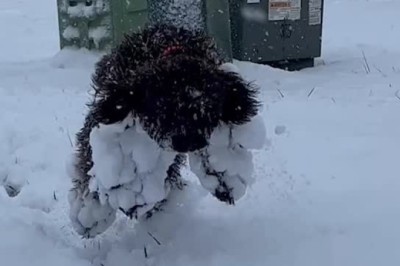 Brave Pup Battles Sub-Zero Temperatures