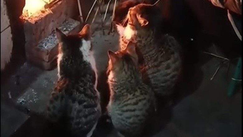 Cozy Cats by the Fireplace