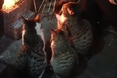 Cozy Cats by the Fireplace