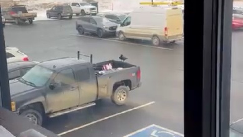 Crow's Sneaky Snack: Clever Bird Steals Tasty Treats from Food Truck!