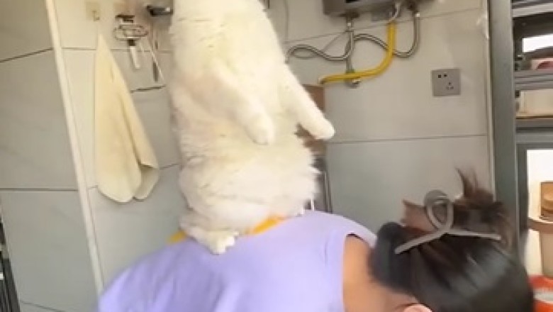 Curious Cat in the Kitchen