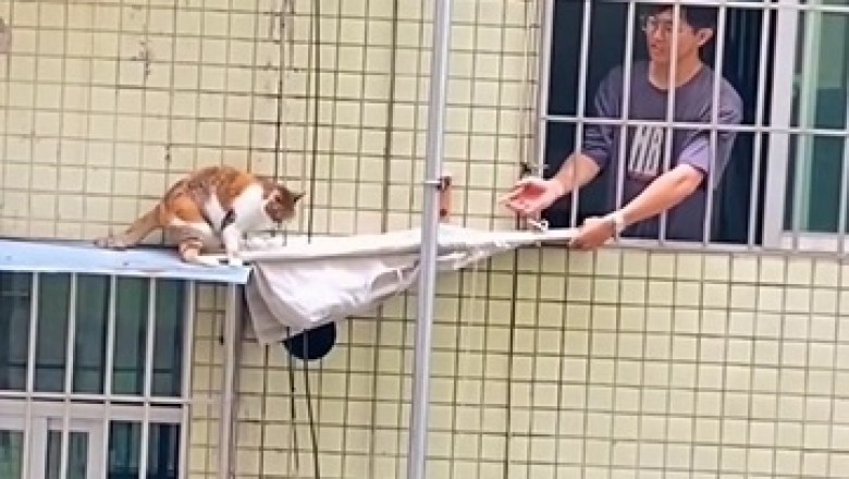 Daring Rescue: Cat Saved from Seventh-Floor Window!
