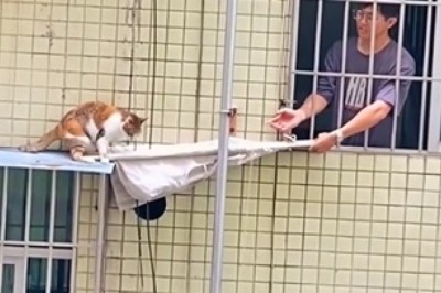 Daring Rescue: Cat Saved from Seventh-Floor Window!