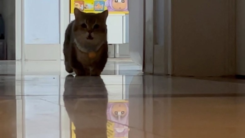 Determined Cat Searches High and Low for His Feline Friend!