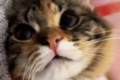 Elegant Long-Legged Cats in Action