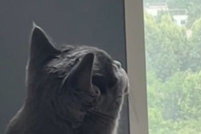 Enchanting Cat Video Will Melt Your Heart! Unmissable Feline Cuteness!