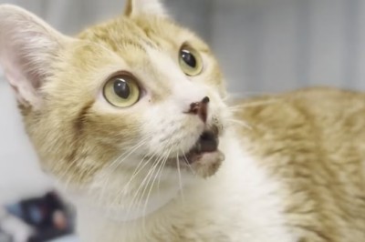 From LA Wildfires to Safety: Adoptable Pets Find a Home in Utah