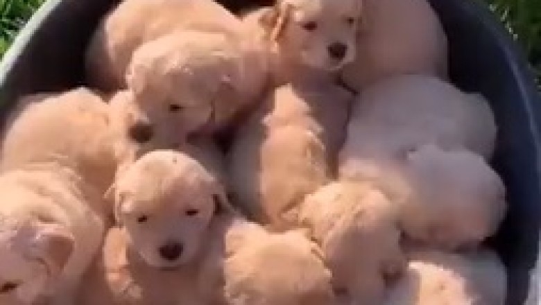 Golden Retriever and His Adorable Puppy