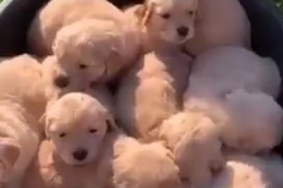 Golden Retriever and His Adorable Puppy