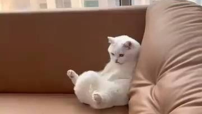 Hilarious Cat Reaction: Startled by a Simple Trick!