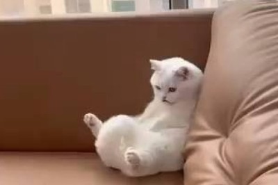 Hilarious Cat Reaction: Startled by a Simple Trick!