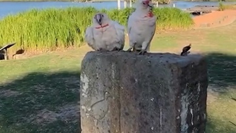 Hilarious Parrot Antics: You Won't Stop Laughing!
