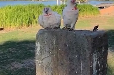 Hilarious Parrot Antics: You Won't Stop Laughing!