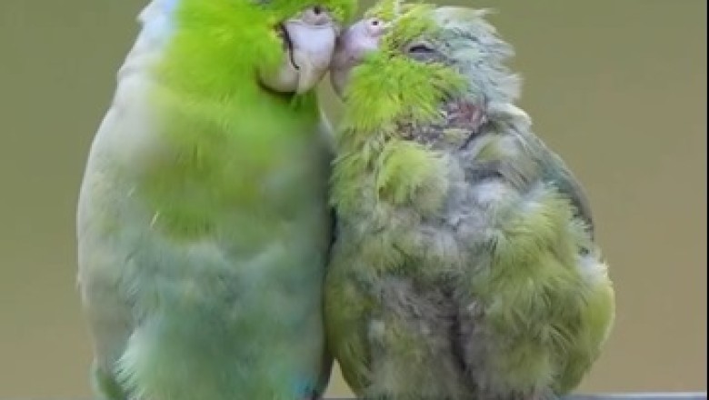 Laugh-Out-Loud Parrot Comedy: Must-Watch!
