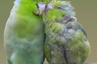 Laugh-Out-Loud Parrot Comedy: Must-Watch!