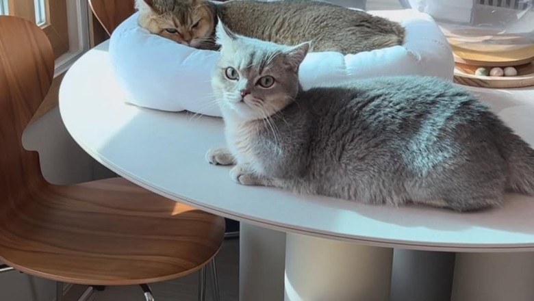 Magical Moment: Little Boy Meets Beautiful Cats for the First Time!