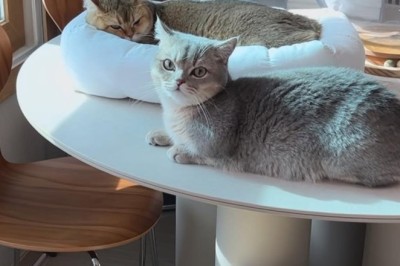 Magical Moment: Little Boy Meets Beautiful Cats for the First Time!