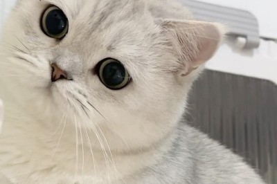 Meet the Amazing Cat: Incredible Tricks and Adorable Moments!