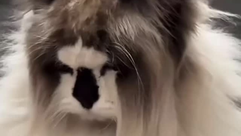 Meet the Furry Wonder: The World's Hairiest Cat!