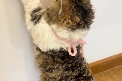 Mesmerizing Beauty: Captivating Cat Steals the Show!