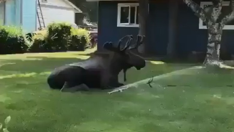 Moose Enjoys a Garden Watering Session