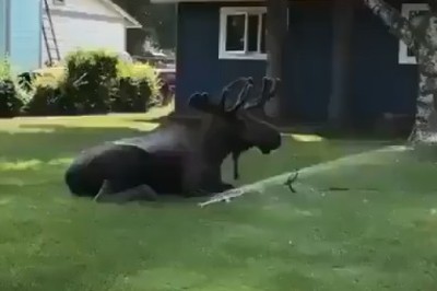 Moose Enjoys a Garden Watering Session