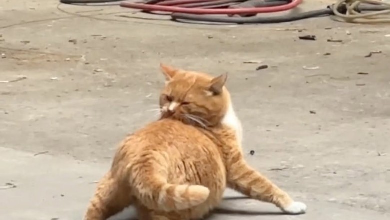 Pure Joy: Little Boy Sees a Cat for the First Time!