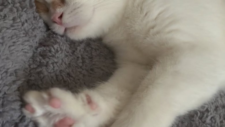 Sleepyhead Alert: Adorable Cat Wakes Up from a Cozy Nap!