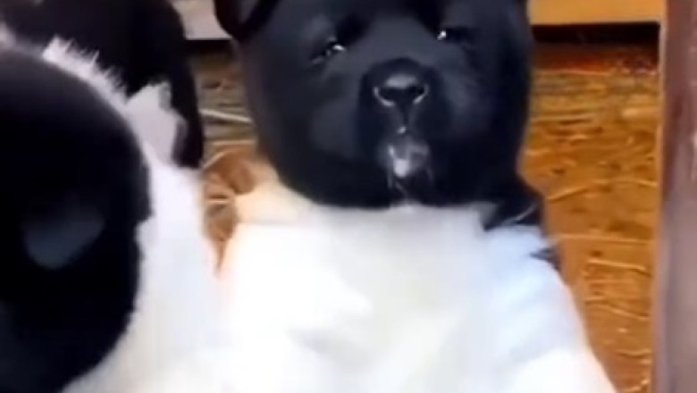 Small American Akita Puppy Playtime