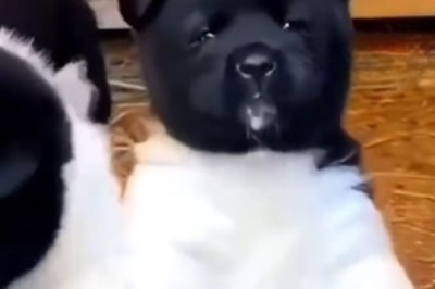 Small American Akita Puppy Playtime