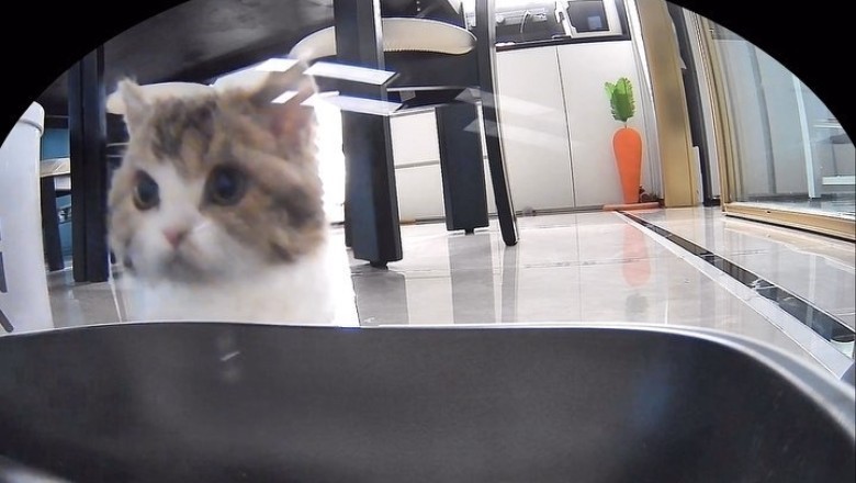 Tech-Savvy Cat Programs Its Own Food Machine!