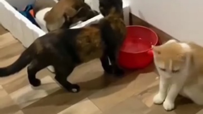 Two Cats and a Dog: Unexpected Adventures with a Puppy