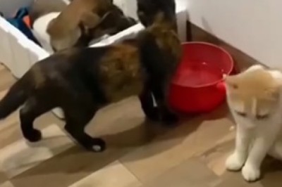 Two Cats and a Dog: Unexpected Adventures with a Puppy