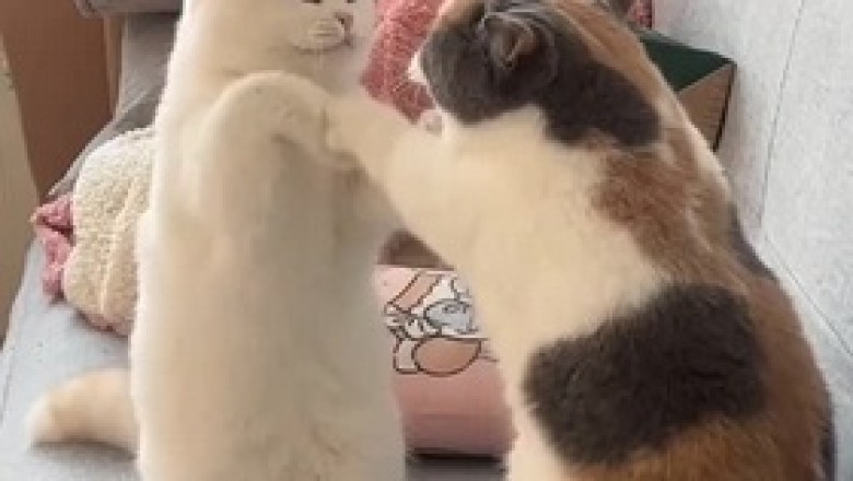 Two Cats Standing on Their Hind Legs