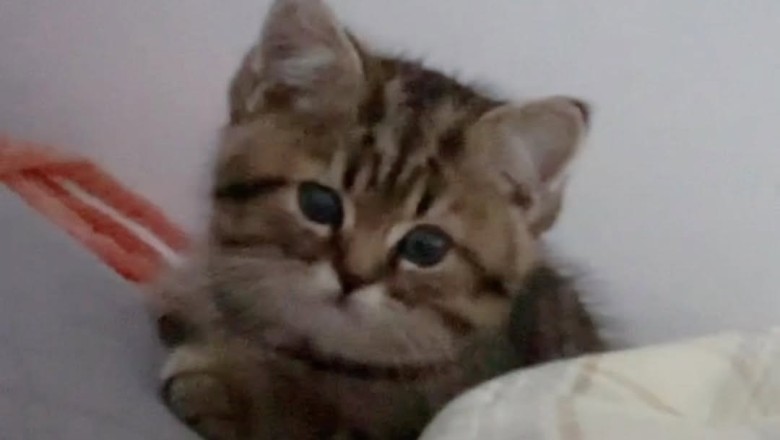 Watch the Most Amazing Kitten Perform Adorable Tricks!
