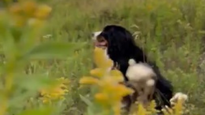 Wild Dogs at Play