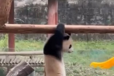 Amazingly Adorable: Small Panda Shows Off Super Powers!